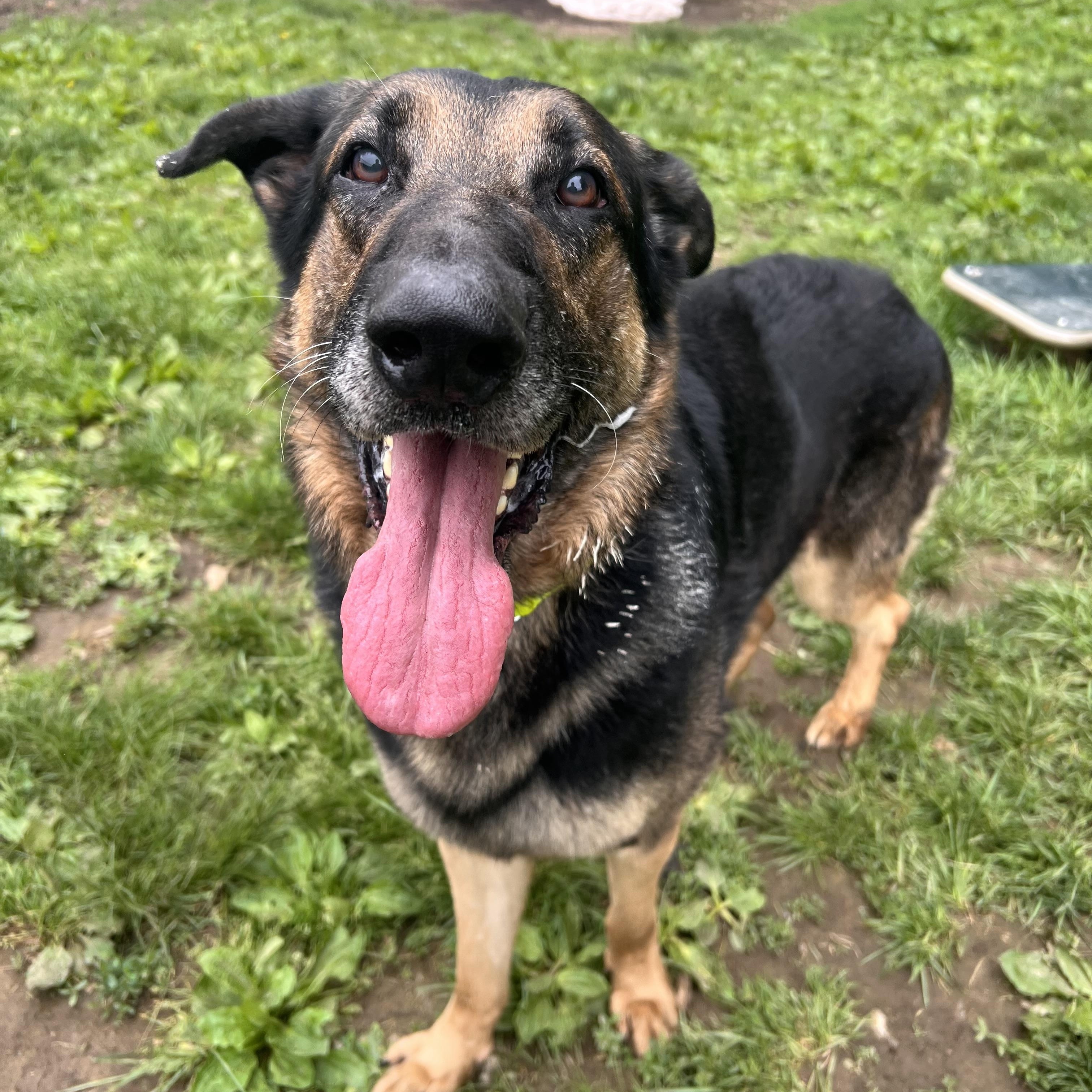 Enlarge Simba, an adopted German Shepherd Dog in Yonkers, NY image 3/6