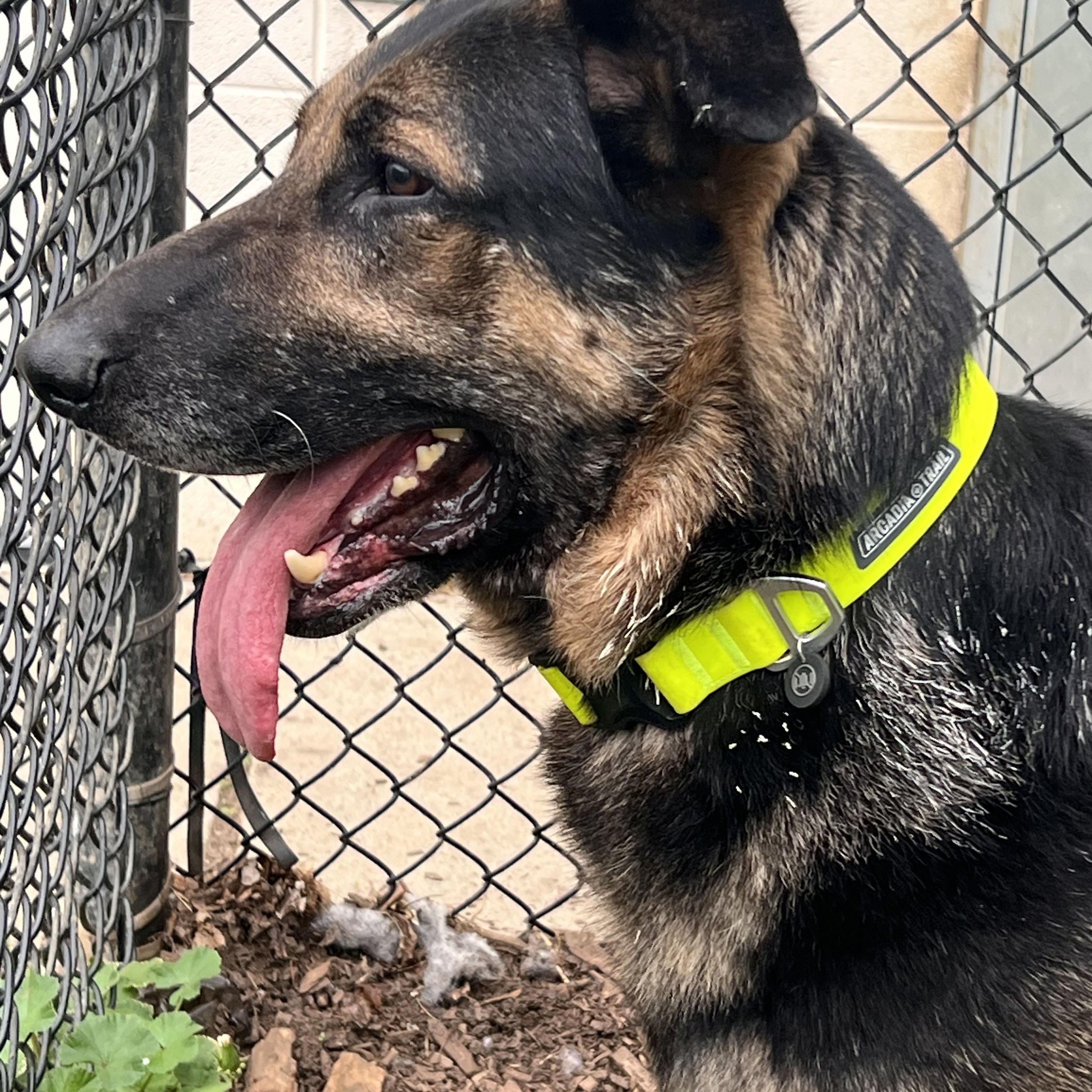 Enlarge Simba, an adopted German Shepherd Dog in Yonkers, NY image 5/6