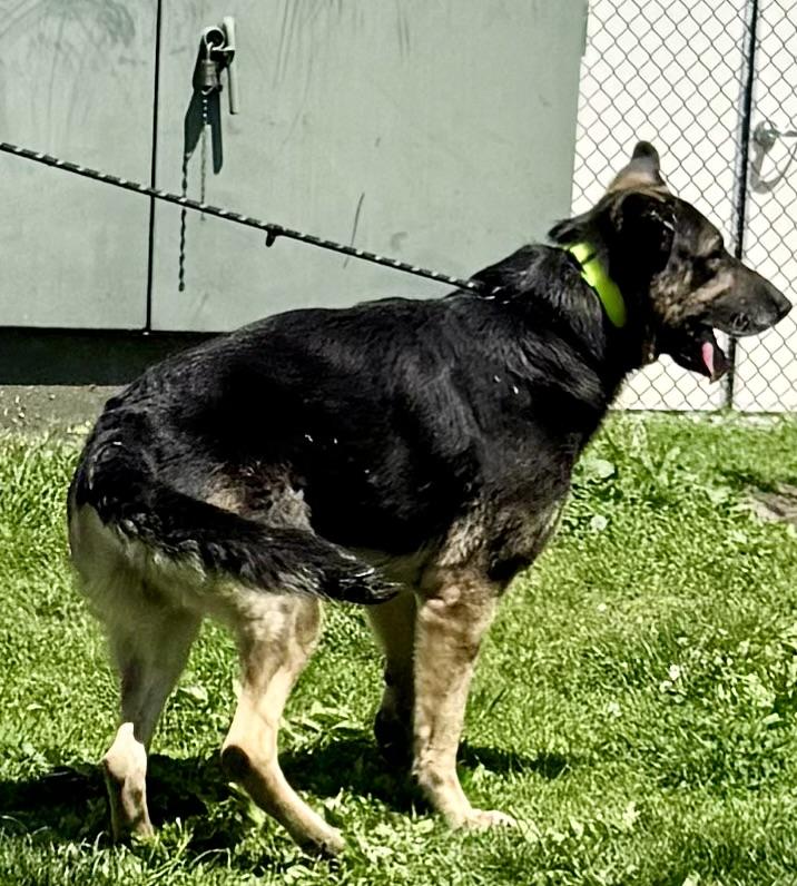 Enlarge Simba, an adopted German Shepherd Dog in Yonkers, NY image 4/6