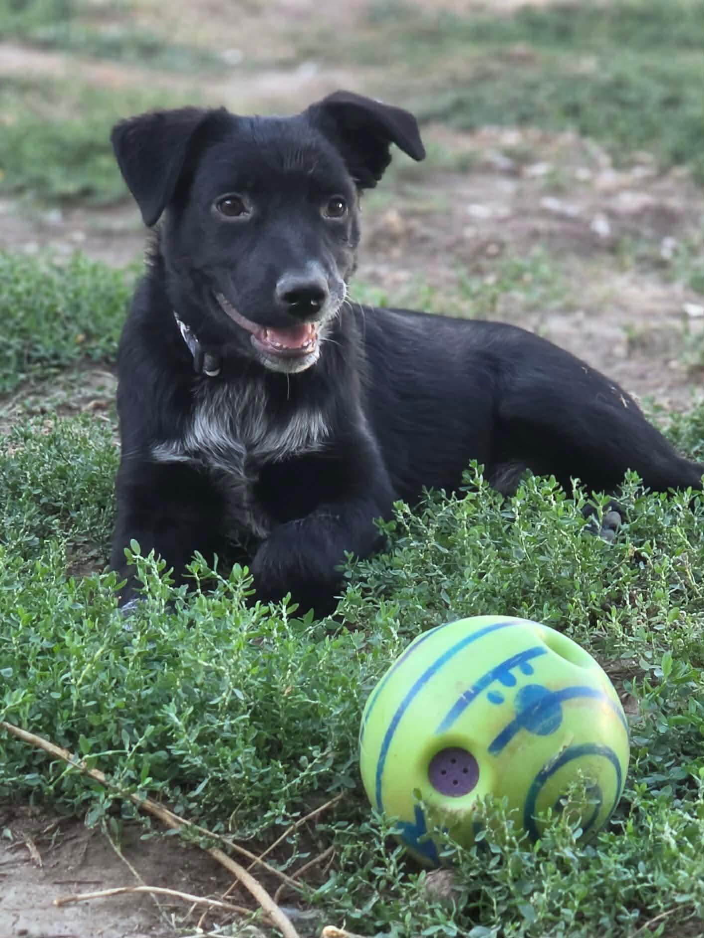 Nyxie, Adoptable, Puppy Female Border Collie & Australian Cattle Dog / Blue Heeler.