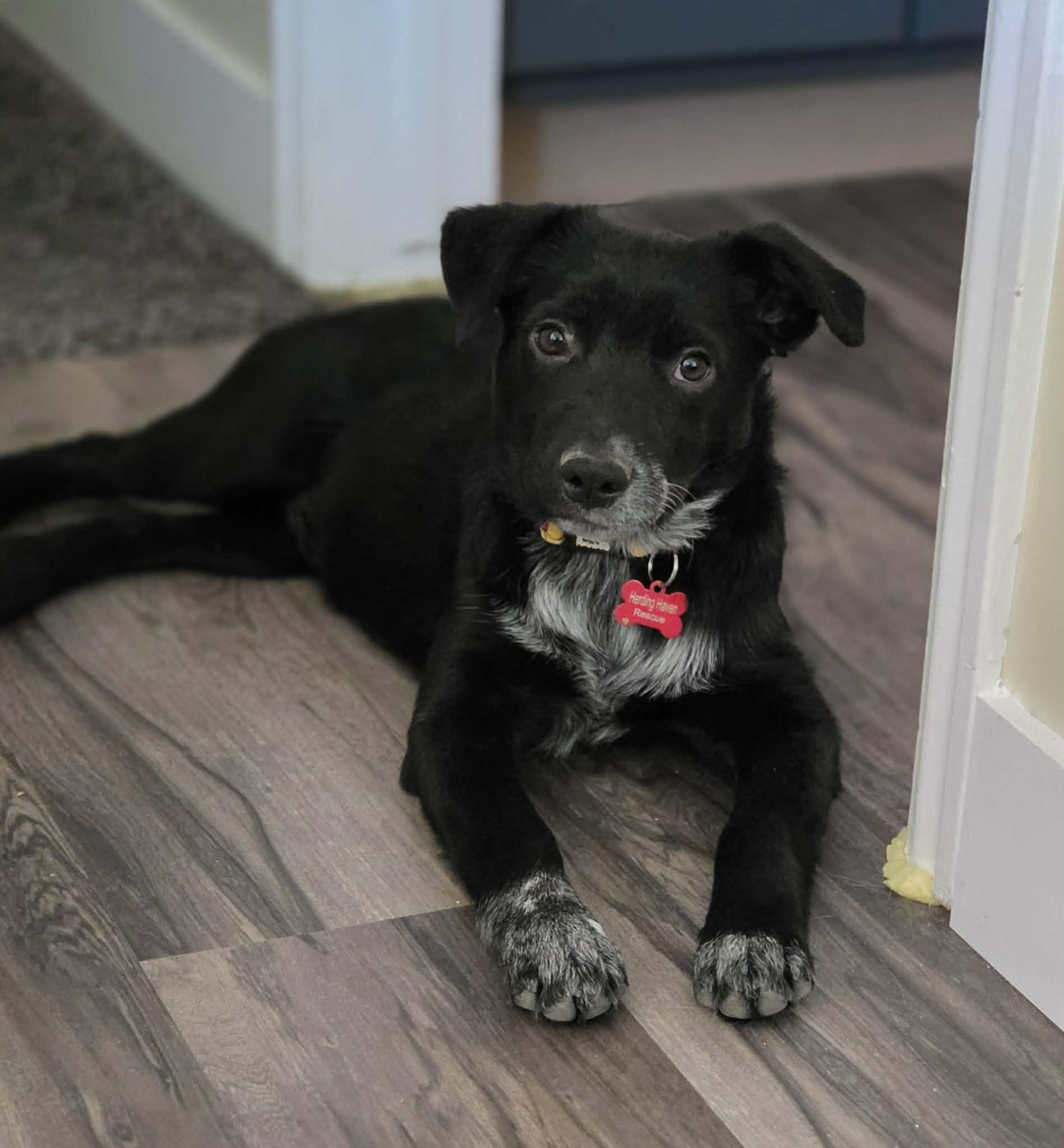 Enlarge Nyxie, a Adoptable mixed breed in Clinton, UT image 3/4