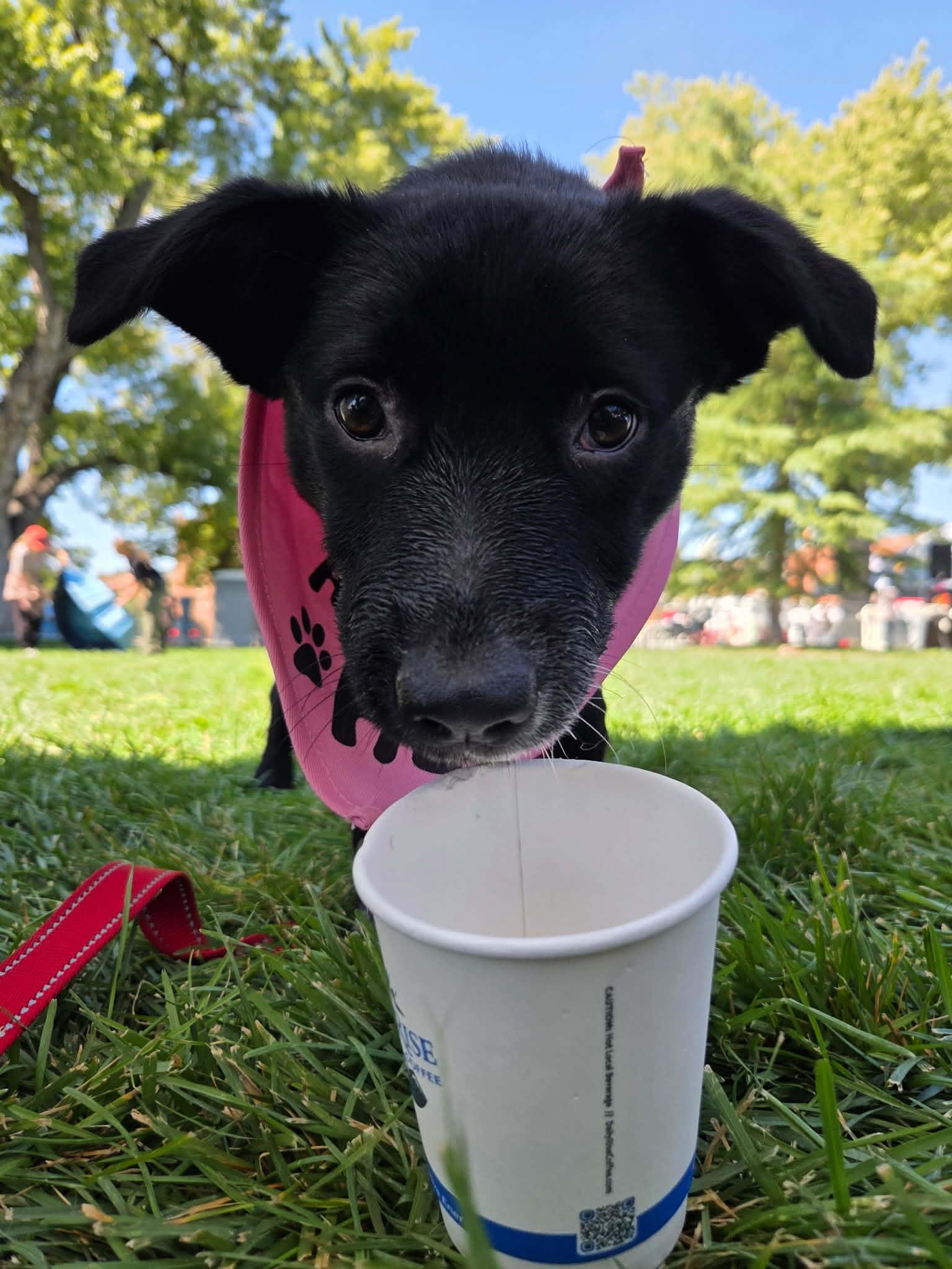 Enlarge Nyxie, a Adoptable mixed breed in Clinton, UT image 2/4