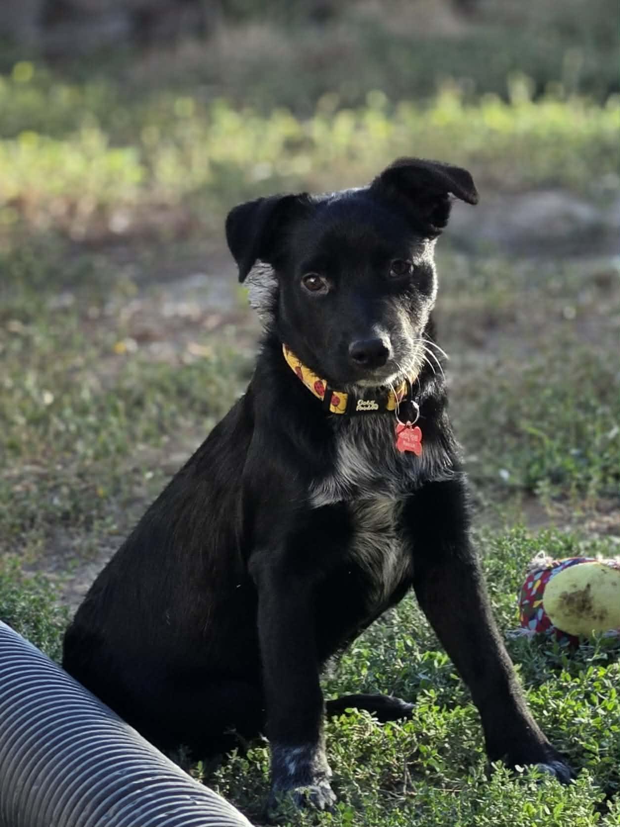Enlarge Nyxie, a Adoptable mixed breed in Clinton, UT image 4/4