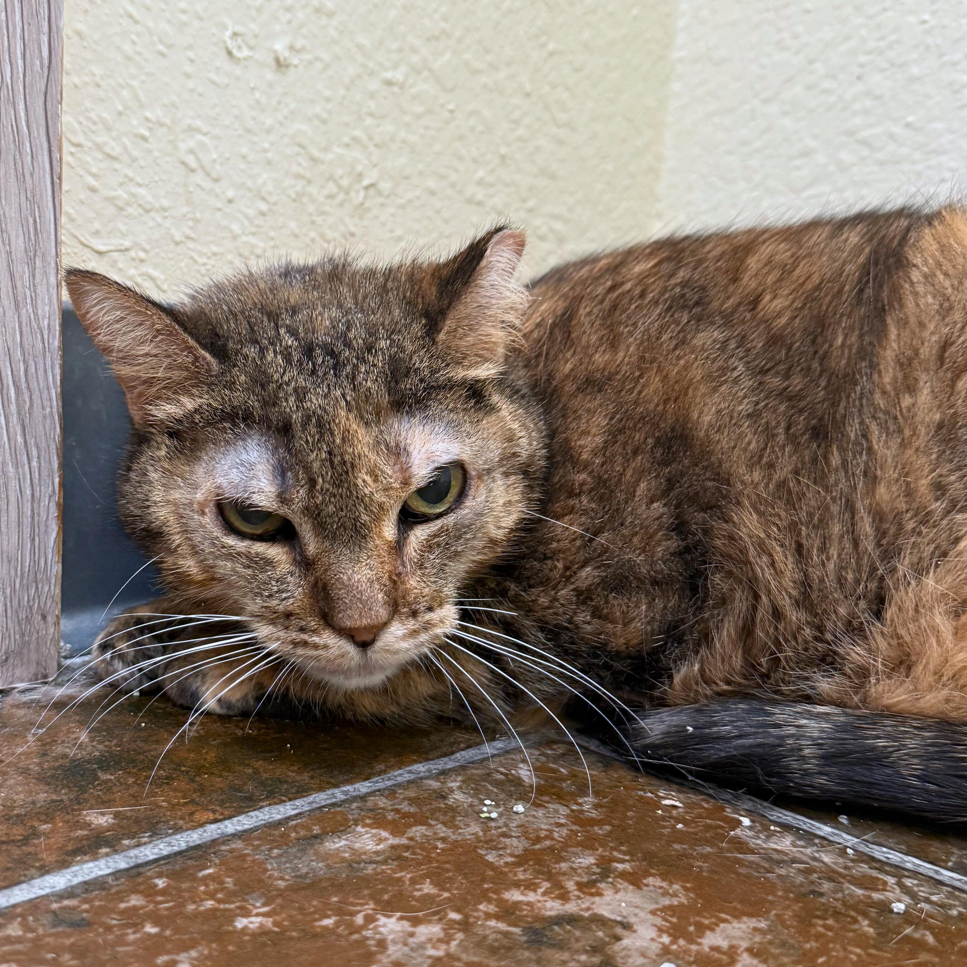 Enlarge Gromit, an adoptable Tabby in Ridgway, CO image 2/6