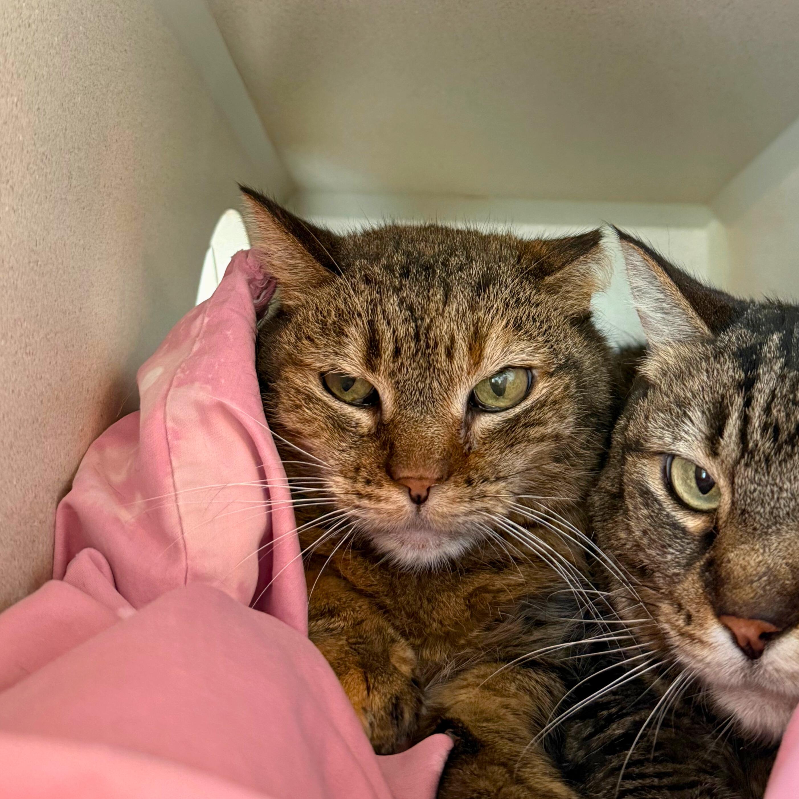 Gromit, adoptable, Senior Female Tabby.