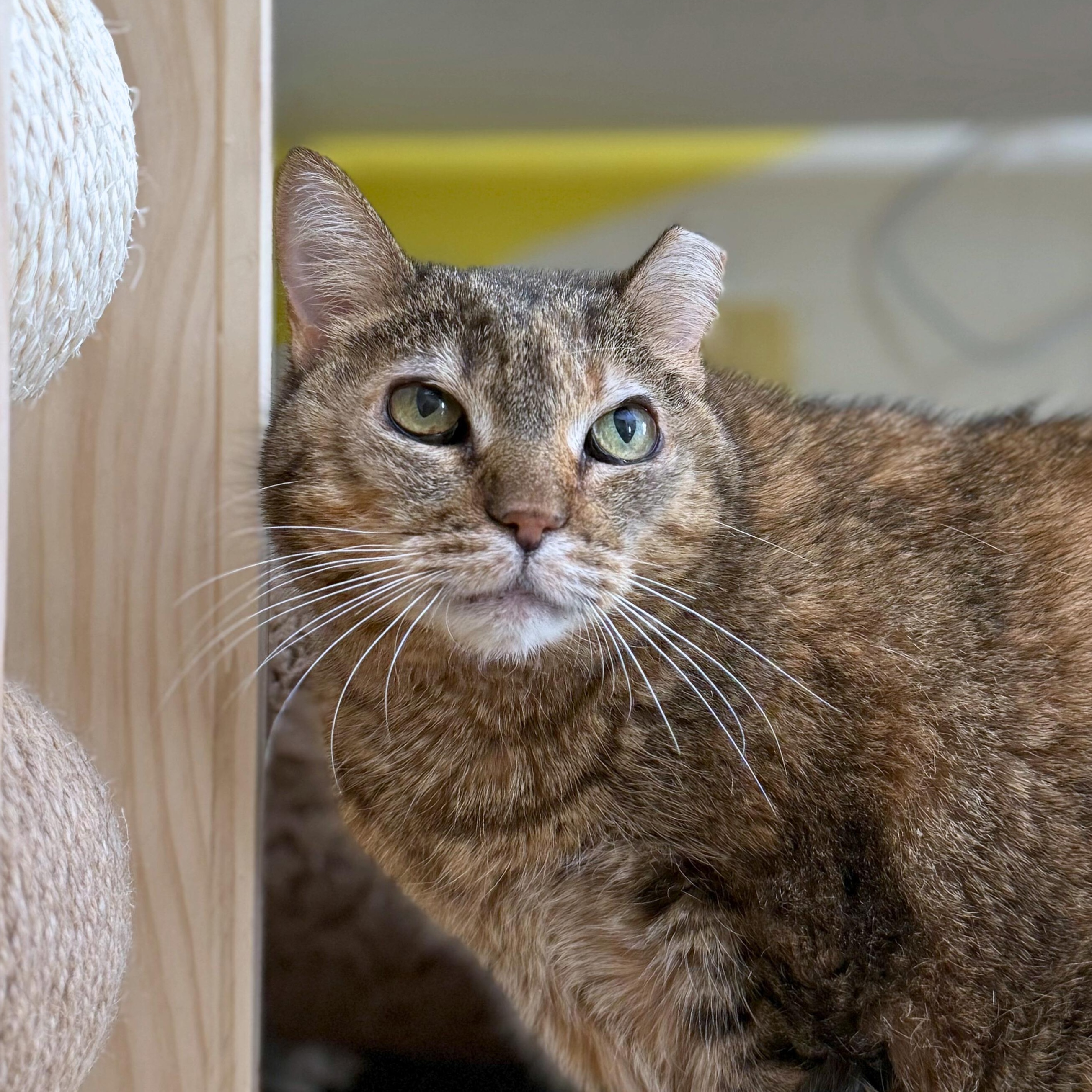 Enlarge Gromit, an adoptable Tabby in Ridgway, CO image 1/6