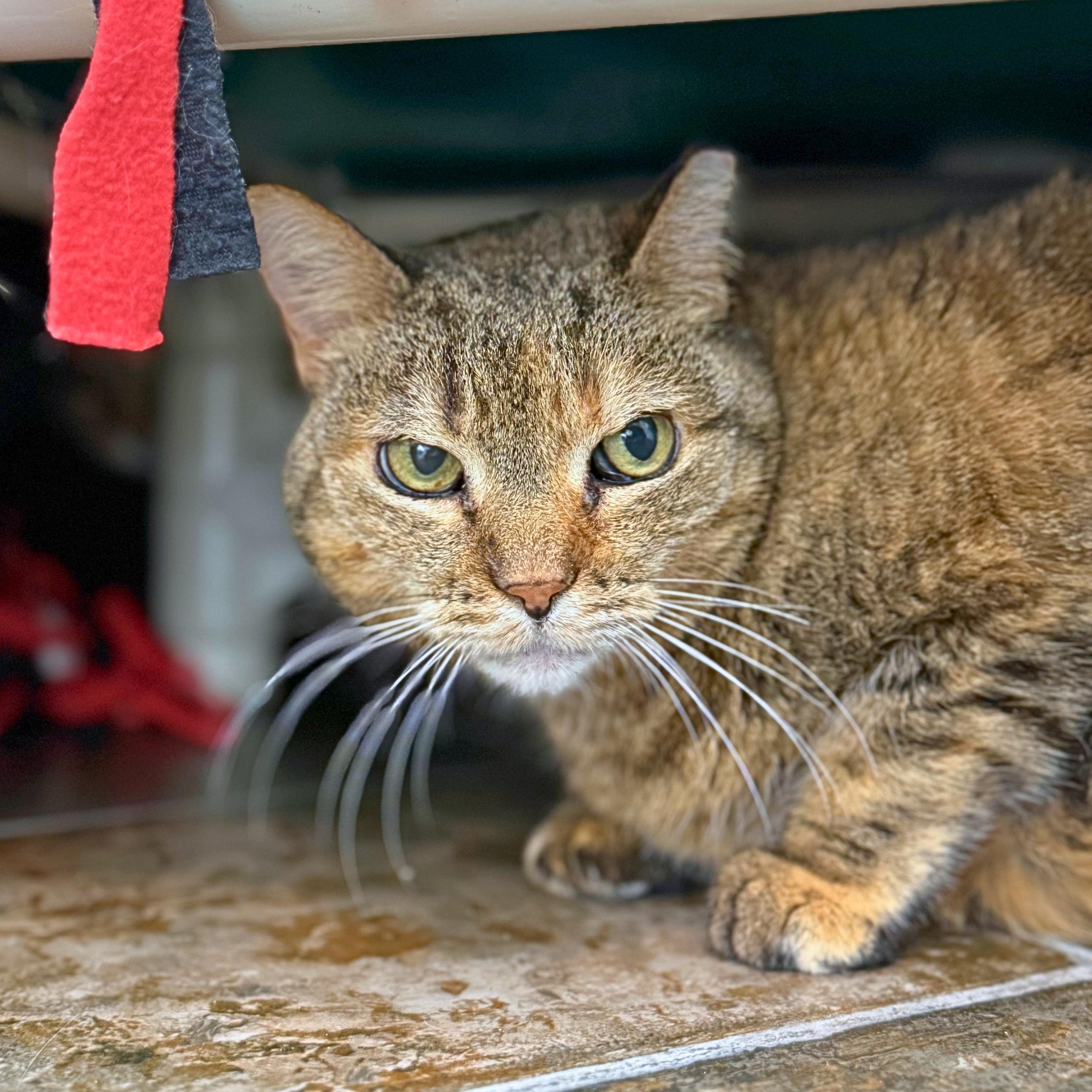 Gromit, adoptable, Senior Female Domestic Short Hair.