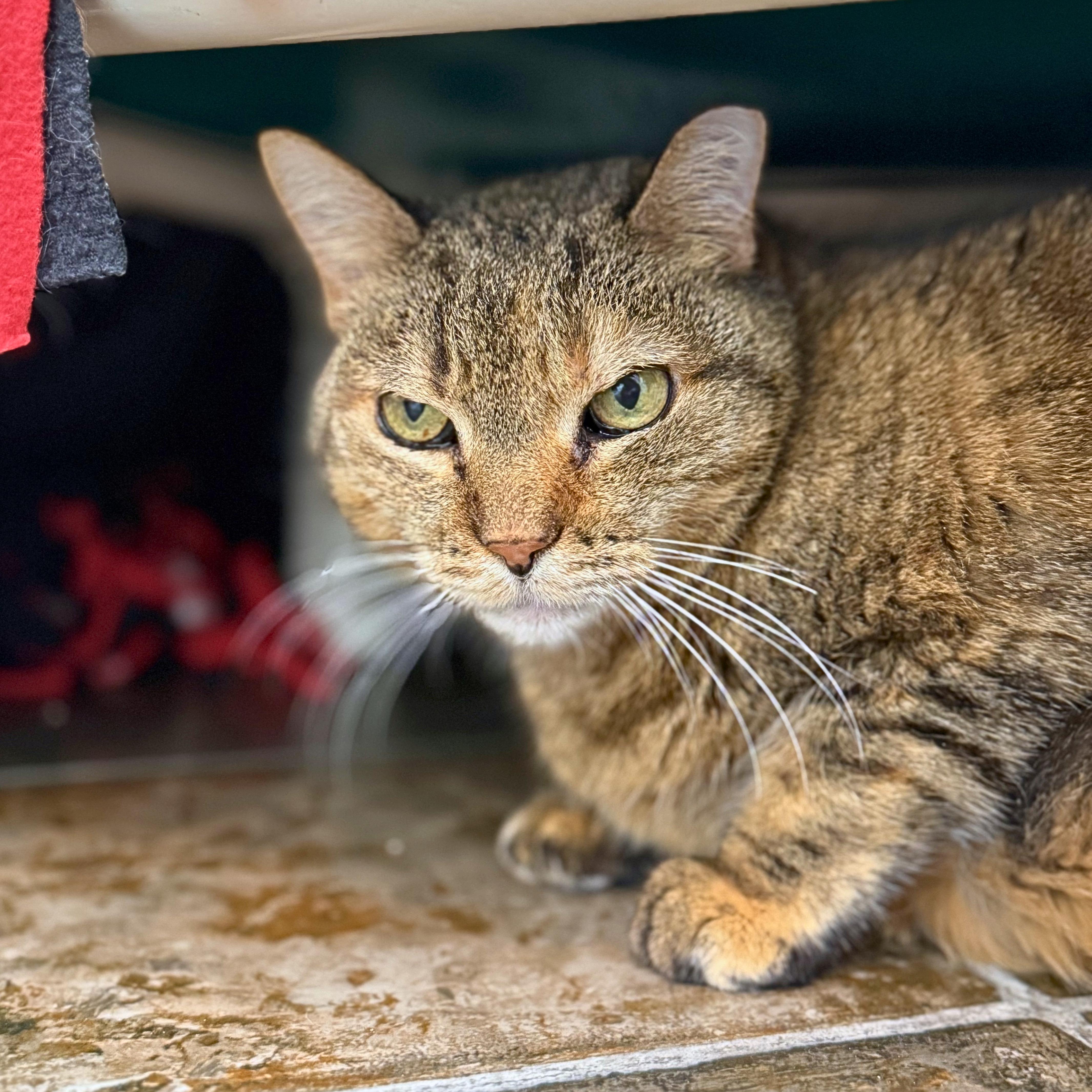 Enlarge Gromit, an adoptable Domestic Short Hair in Ridgway, CO image 3/6