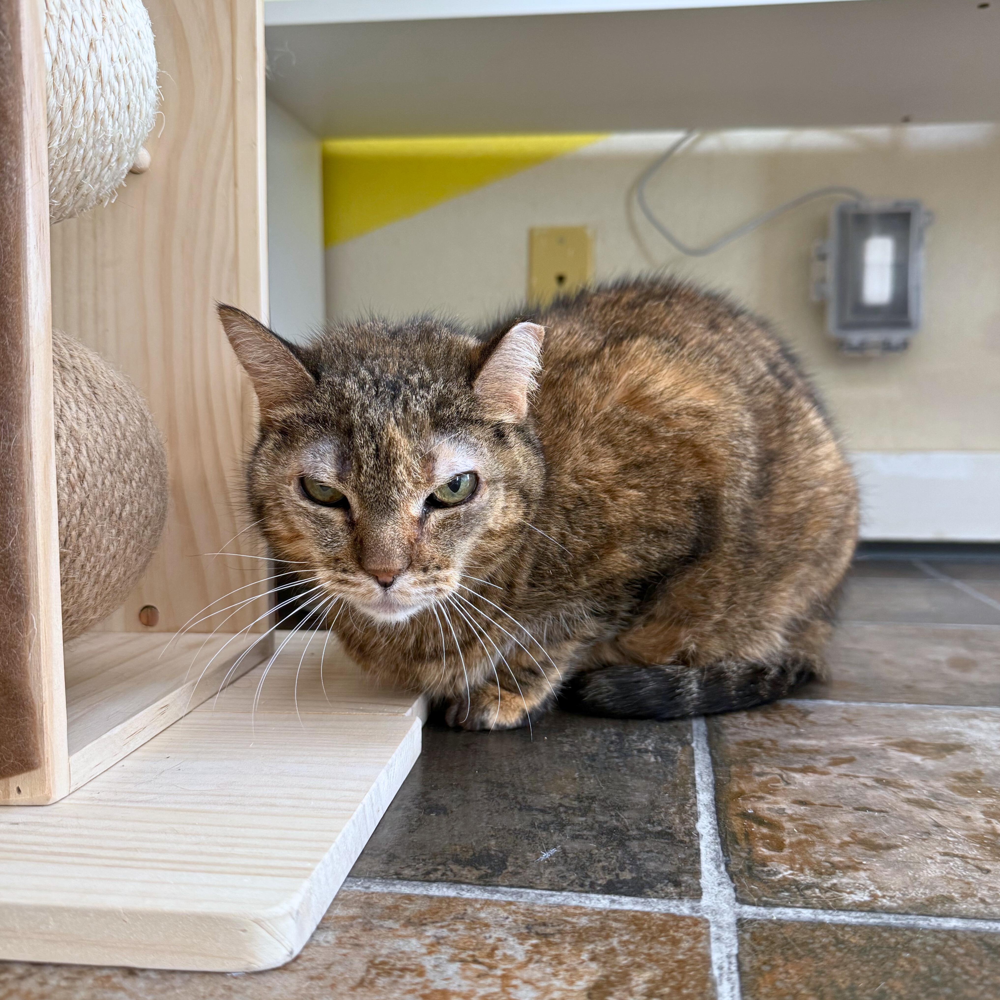 Enlarge Gromit, an adoptable Tabby in Ridgway, CO image 3/6