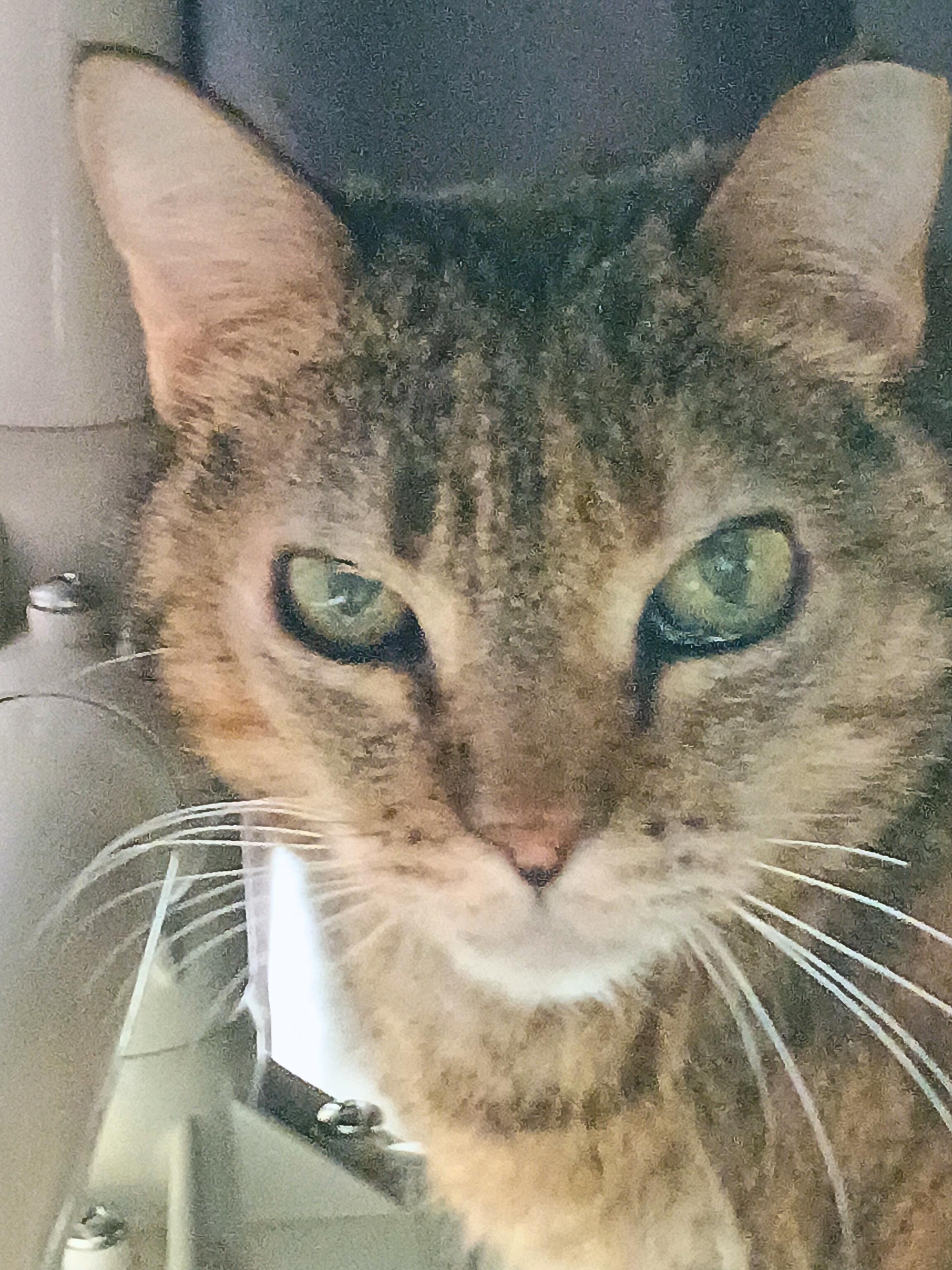 Enlarge Gromit, an adoptable Tabby in Ridgway, CO image 4/6