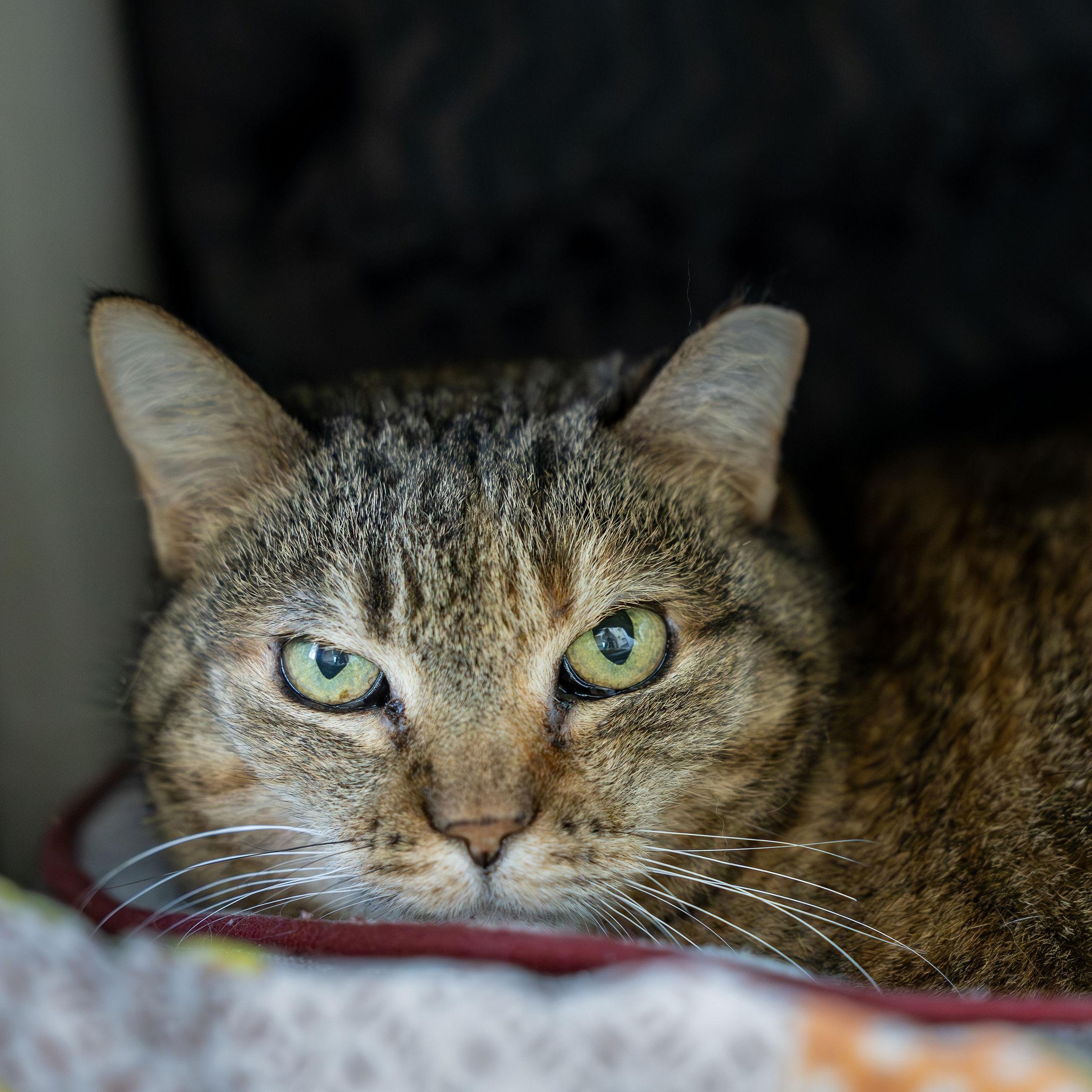 Enlarge Gromit, an adoptable Domestic Short Hair in Ridgway, CO image 2/6