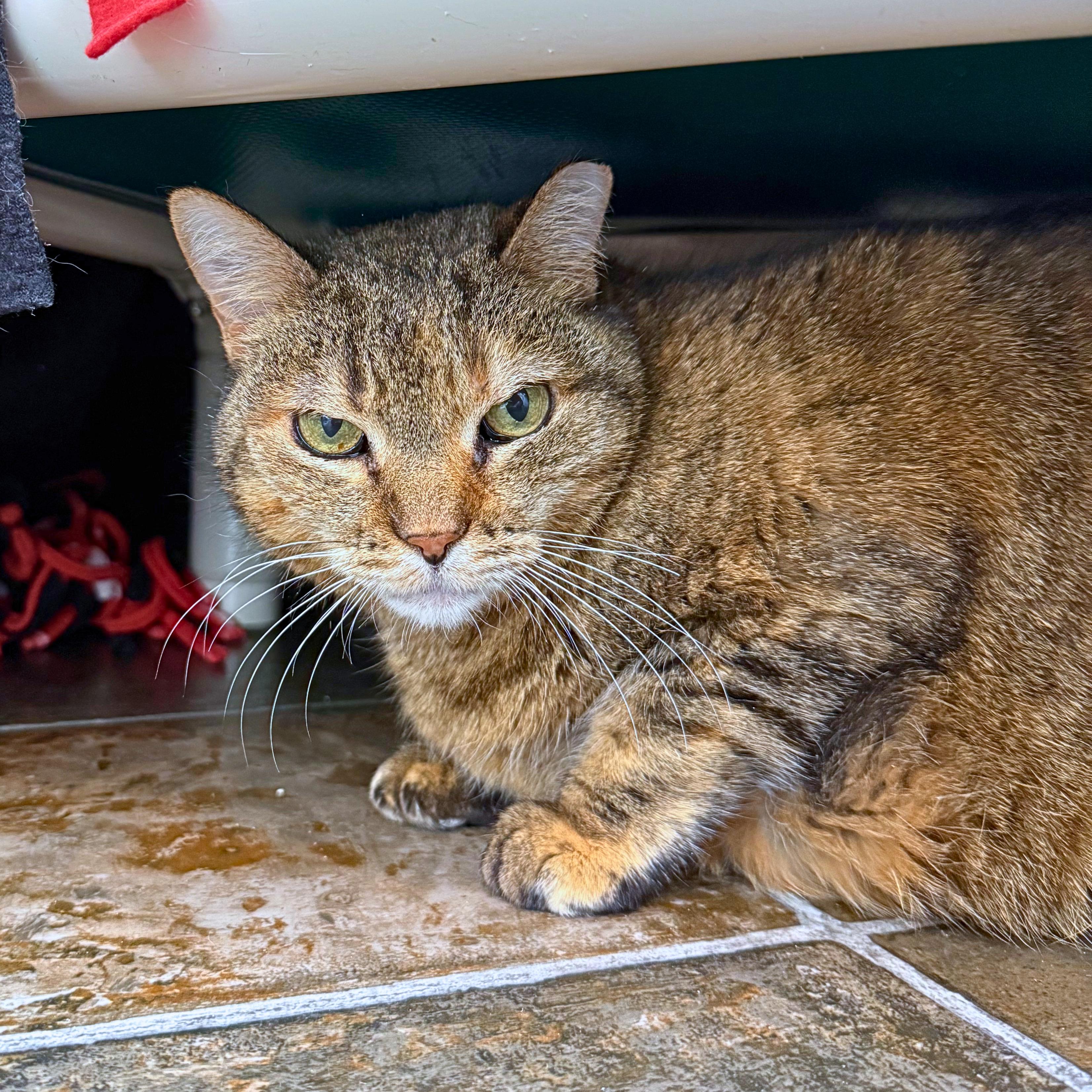 Enlarge Gromit, an adoptable Domestic Short Hair in Ridgway, CO image 4/6