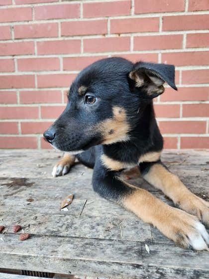 Enlarge Ty Borden, a Adoptable mixed breed in Wilkesboro, NC image 1/3