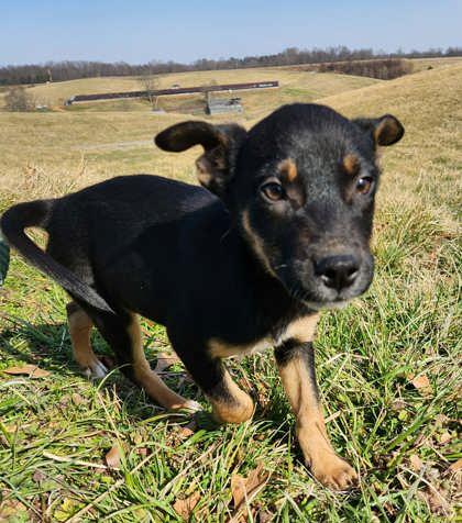 Enlarge Ty Borden, a Adoptable mixed breed in Wilkesboro, NC image 2/3