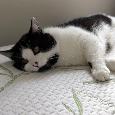 Orion, a Adoptable Domestic Medium Hair in Mississauga, ON image 3/6