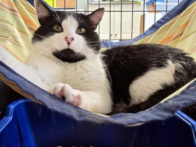 Orion, a Adoptable Domestic Medium Hair in Mississauga, ON image 4/6