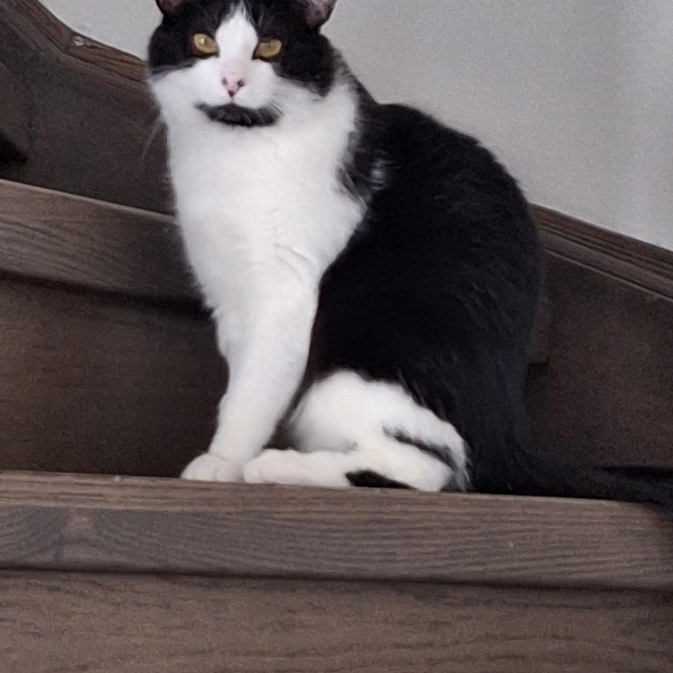 Orion, a Adoptable Domestic Medium Hair in Mississauga, ON image 2/6