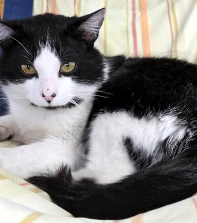 Orion, a Adoptable Domestic Medium Hair in Mississauga, ON image 5/6