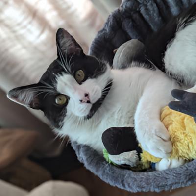 Orion, a Adoptable Domestic Medium Hair in Mississauga, ON image 1/6