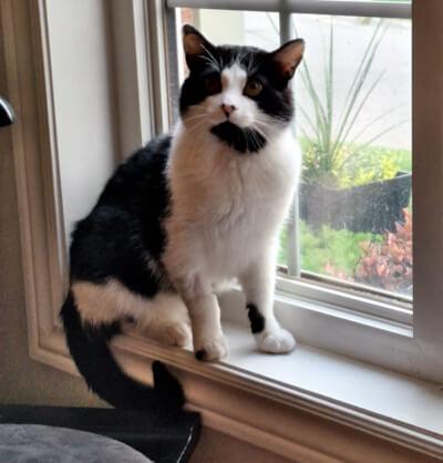 Orion, a Adoptable Domestic Medium Hair in Mississauga, ON image 6/6