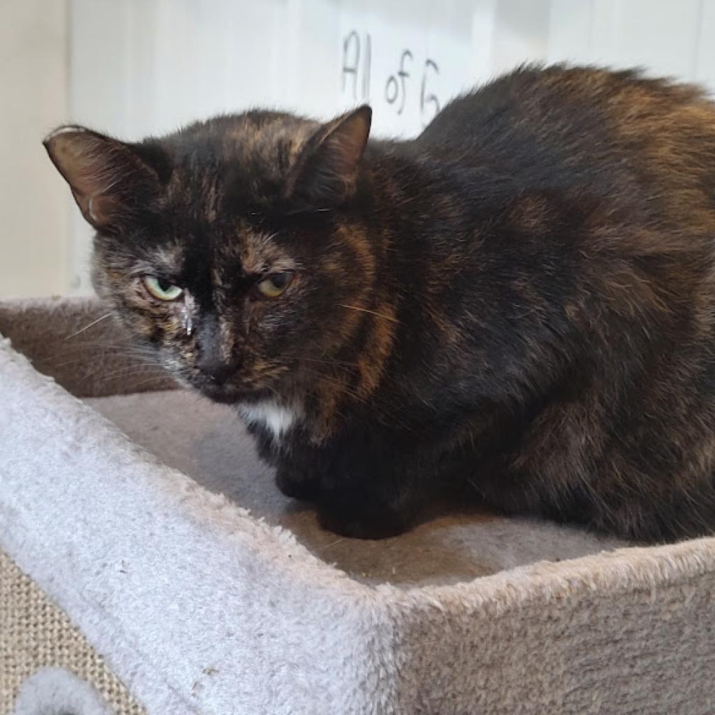 Donna Summers, a Adoptable Domestic Short Hair in Tanner, AL image 1/2