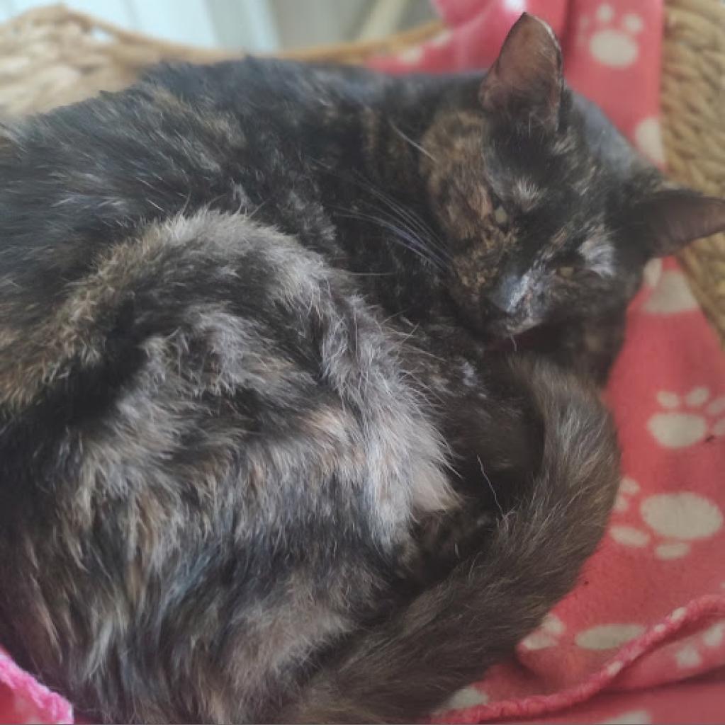 Donna Summers, a Adoptable Domestic Short Hair in Tanner, AL image 2/2