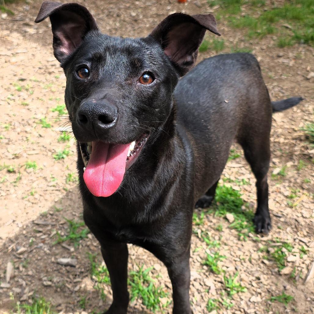 Alfalfa, Adoptable, Young Male Black Labrador Retriever.