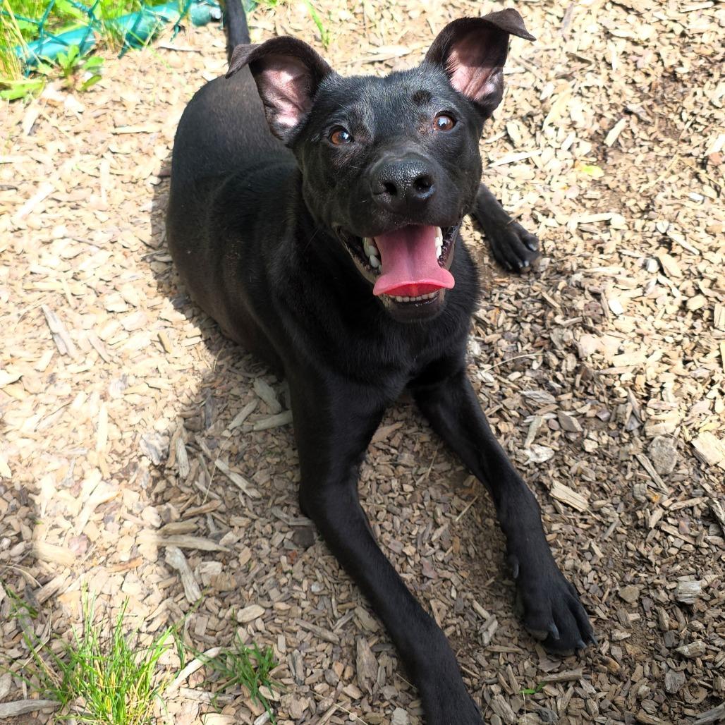 Enlarge Alfalfa, a Adoptable Black Labrador Retriever in Michigan City, IN image 2/6
