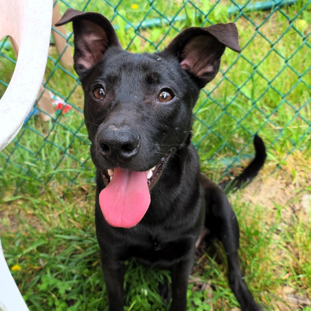 Enlarge Alfalfa, a Adoptable Black Labrador Retriever in Michigan City, IN image 3/6