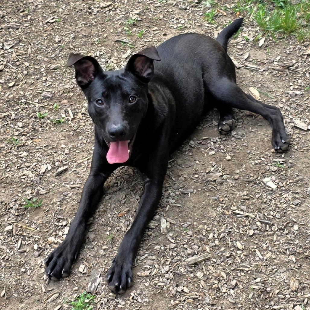 Enlarge Alfalfa, a Adoptable Black Labrador Retriever in Michigan City, IN image 4/6