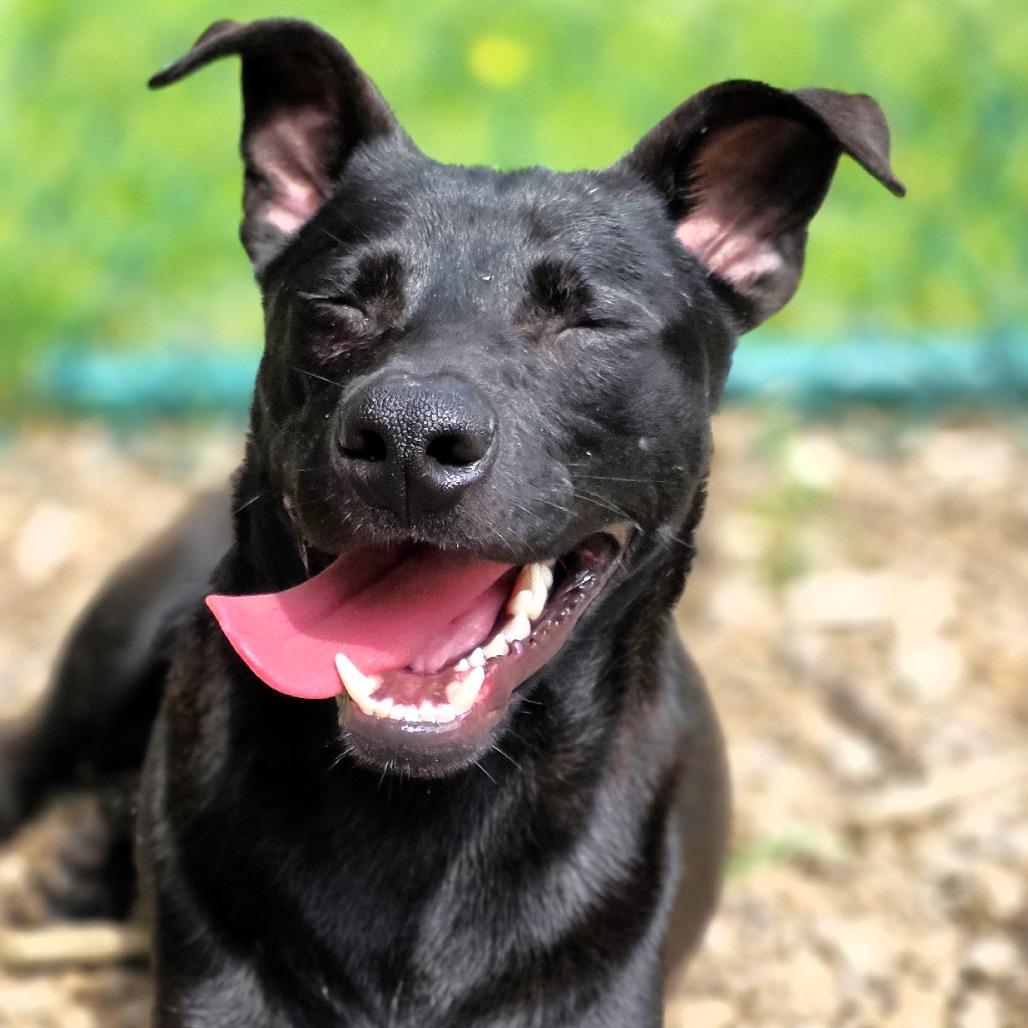 Enlarge Alfalfa, a Adoptable Black Labrador Retriever in Michigan City, IN image 5/6