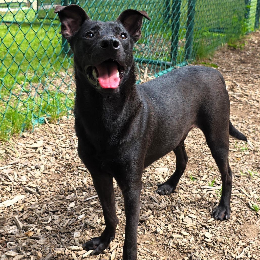 Enlarge Alfalfa, a Adoptable Black Labrador Retriever in Michigan City, IN image 6/6