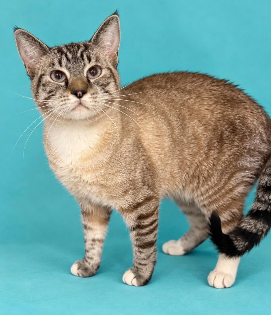 Hunter, Adoptable, Kitten Male Domestic Short Hair.