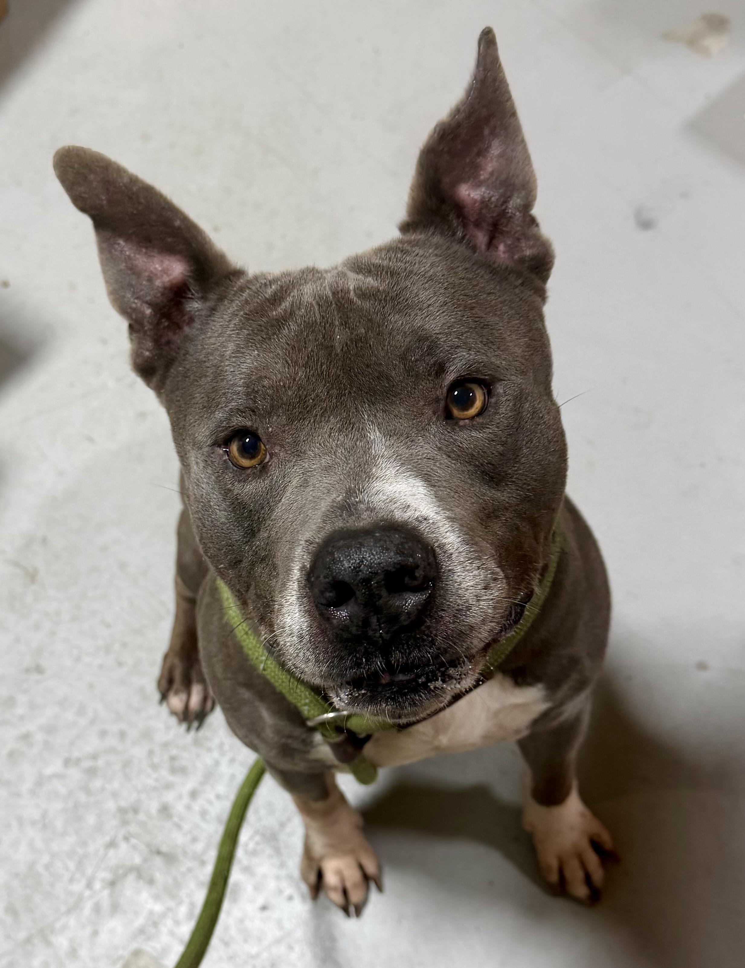 Hippo, ADOPTABLE, Adult Male Terrier.