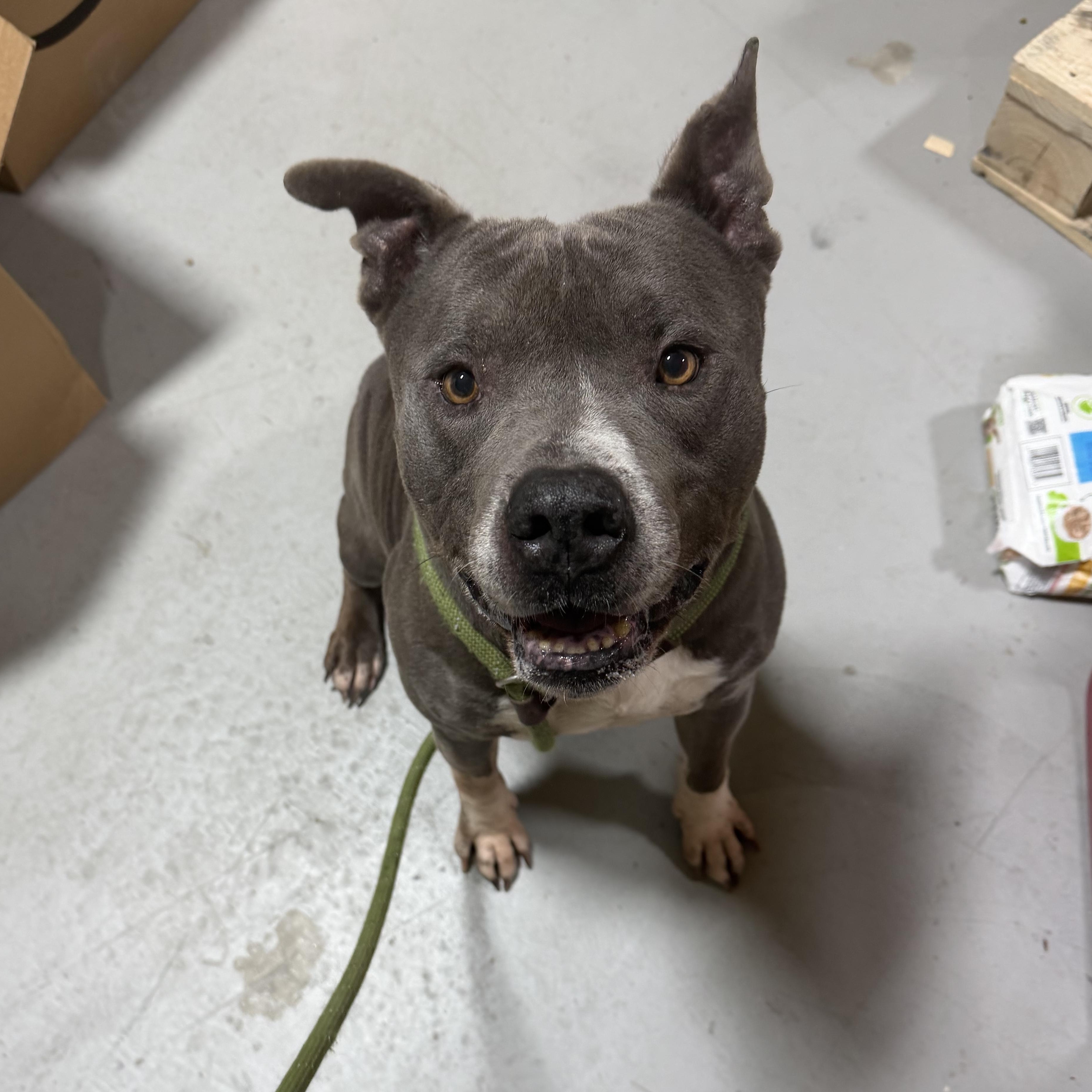 Enlarge Hippo, a ADOPTABLE mixed breed in Lancaster, SC image 2/3
