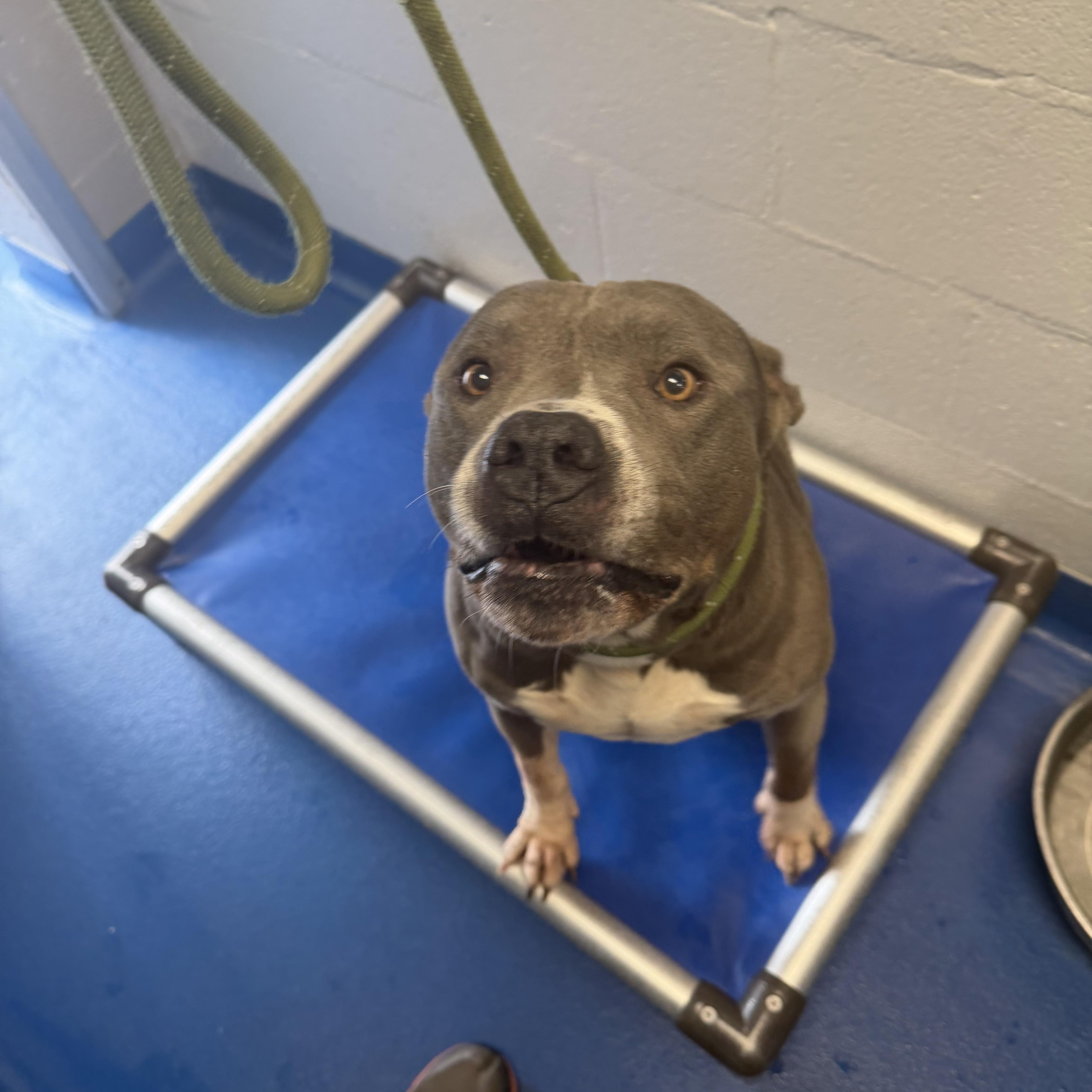 Enlarge Hippo, a ADOPTABLE mixed breed in Lancaster, SC image 3/3