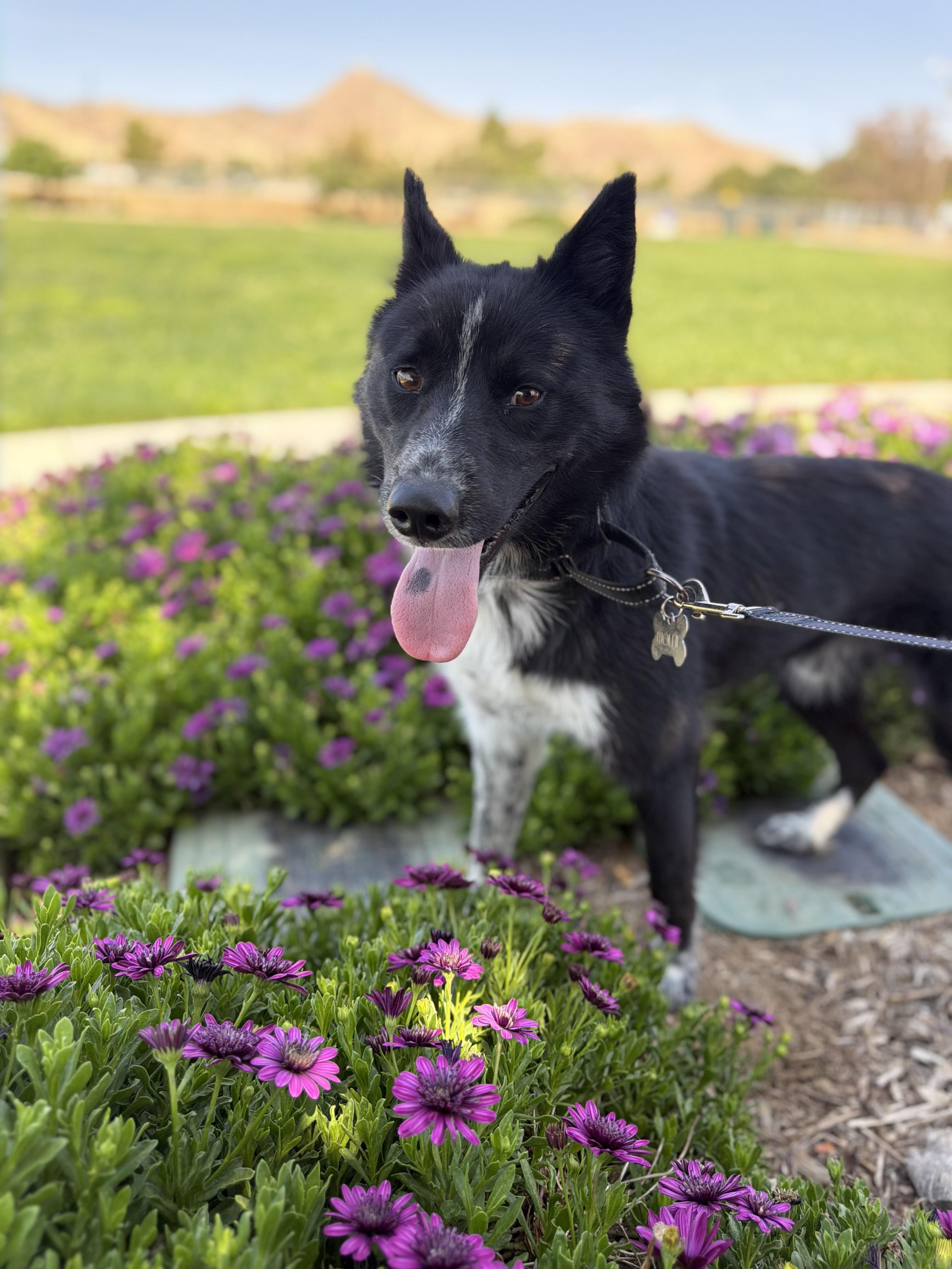Wolfie, Adoptable, Young Male Border Collie.