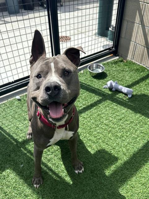 RILEY, Adoptable, Adult Male Pit Bull Terrier.