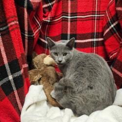 Enlarge A1254844, a Adoptable Domestic Short Hair in Winter Haven, FL image 1/1