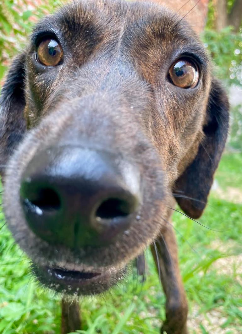 Enlarge Mabel, a Adoptable mixed breed in Washington DC, DC image 1/5