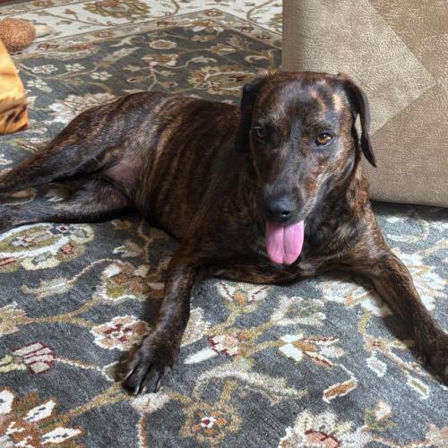 Enlarge Mabel, a Adoptable mixed breed in Washington DC, DC image 2/5