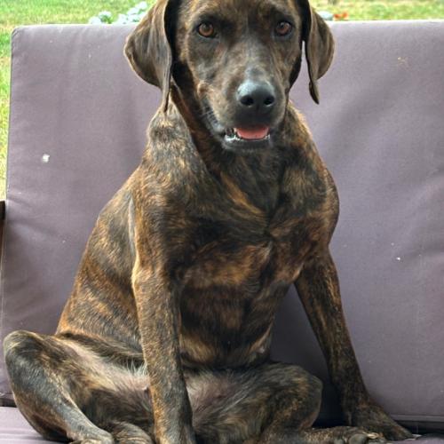 Enlarge Mabel, a Adoptable mixed breed in Washington DC, DC image 3/5