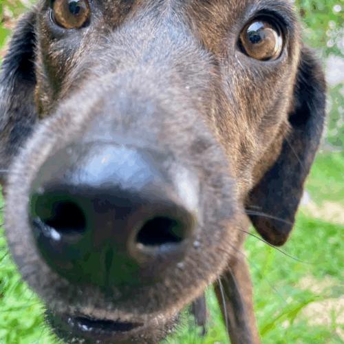 Enlarge Mabel, a Adoptable mixed breed in Washington DC, DC image 5/5