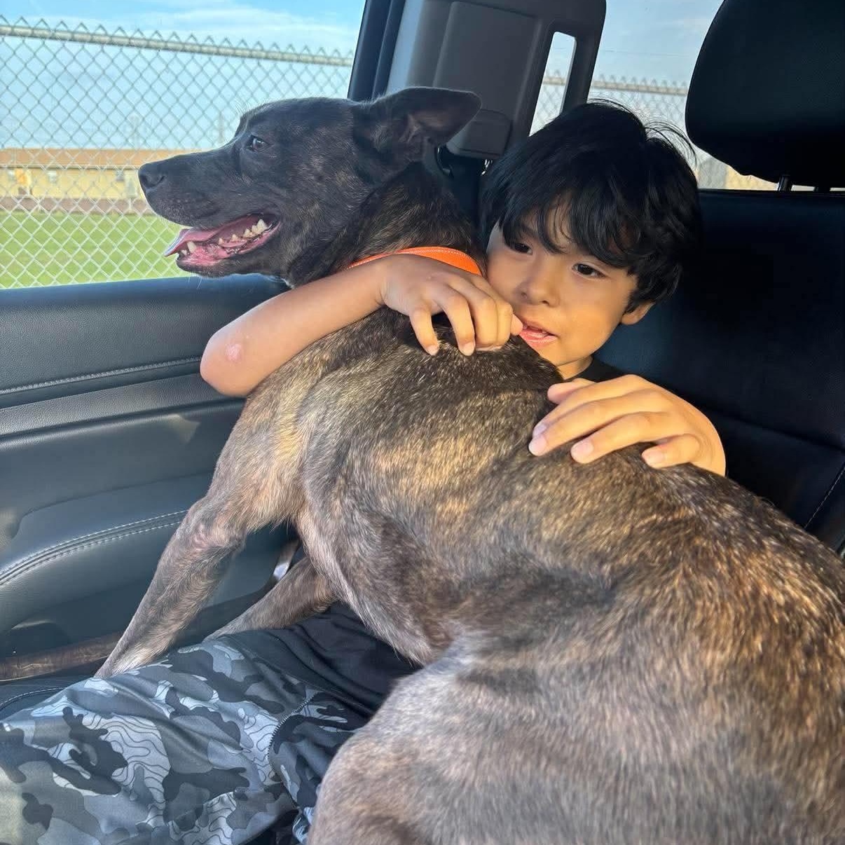 Enlarge Raja, a Adoptable mixed breed in Delafield, WI image 4/6