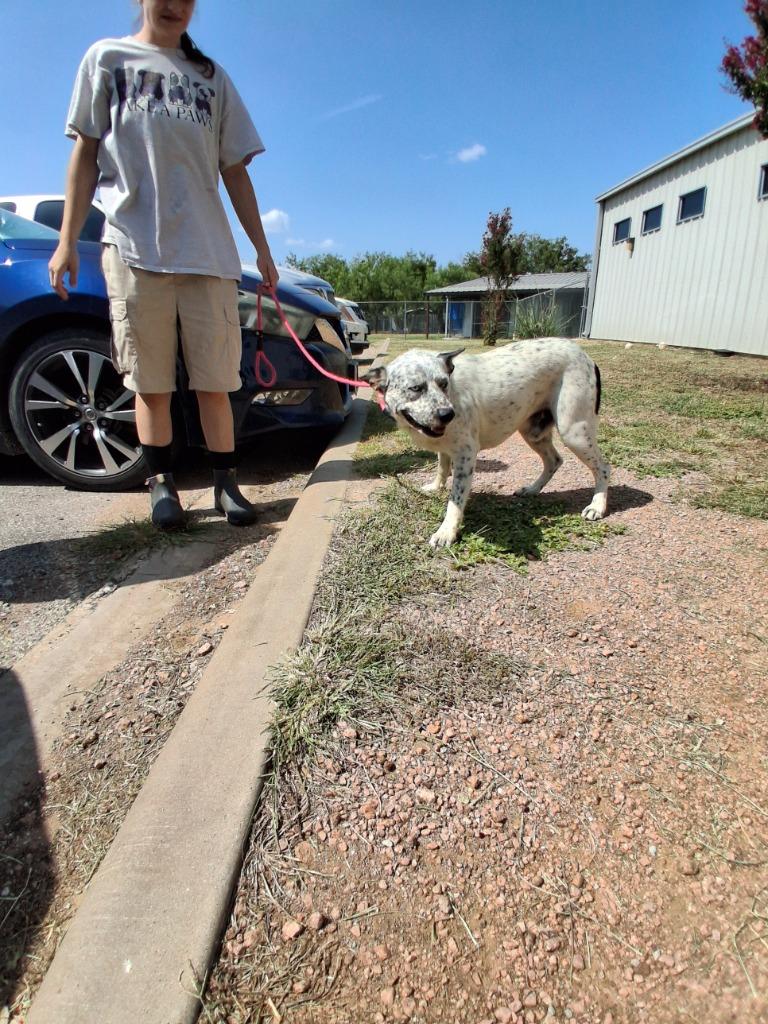 Gecko, Adoptable, Young Male Cattle Dog & Mixed Breed.