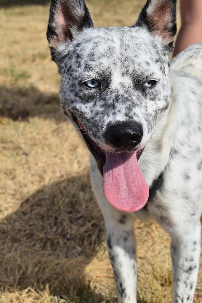 Enlarge Gecko, a Adoptable mixed breed in Brownwood, TX image 2/2