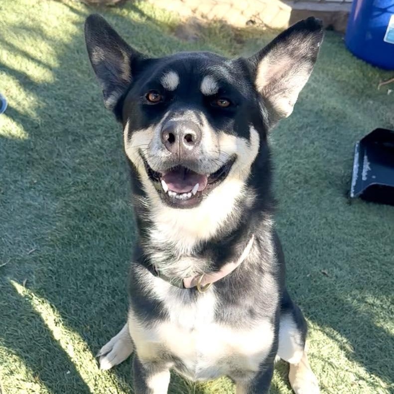 Enlarge Bailey, a ADOPTABLE mixed breed in Agua Dulce, CA image 1/1