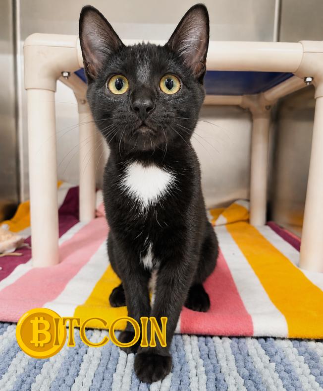 Enlarge Bitcoin, a Adoptable Domestic Short Hair in Nevada, IA image 1/1