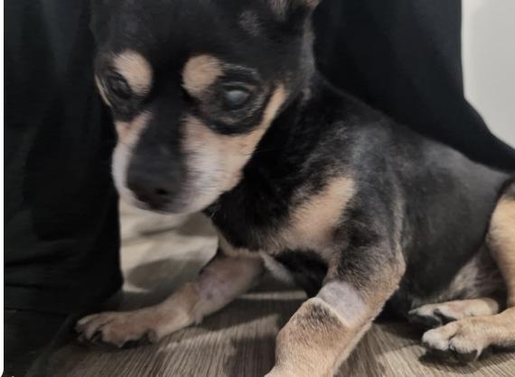 Enlarge Lucky, a ADOPTABLE mixed breed in Plainfield, IL image 3/5