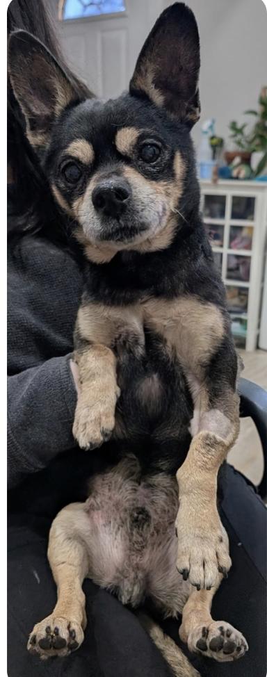 Enlarge Lucky, a ADOPTABLE mixed breed in Plainfield, IL image 2/5